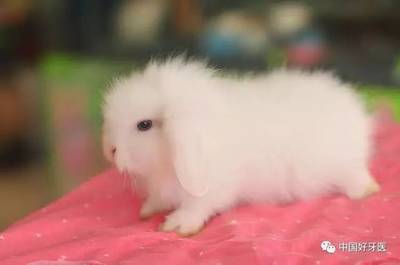 怀孕了可以吃兔肉吗