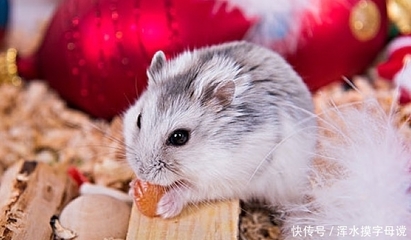 三月的鼠命运怎么样