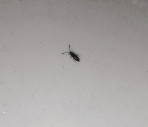 室内有黑色硬壳小虫子