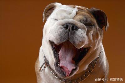 斗牛犬霸气名字大全