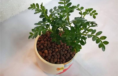 清香木能放在卧室吗