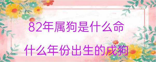 82的狗是什么命