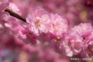 命犯桃花是什么生肖