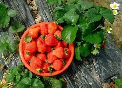 草莓冬天能放几天