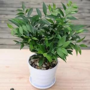 五行缺木养什么植物