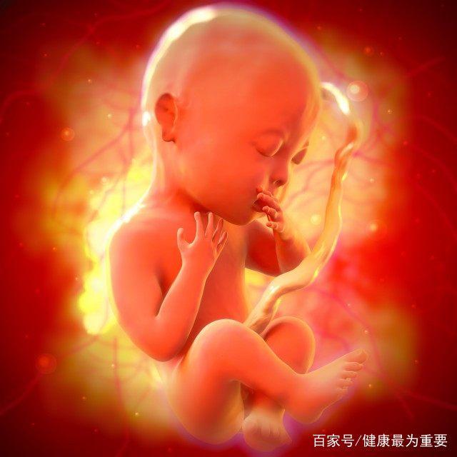 孕五个月胎儿多大