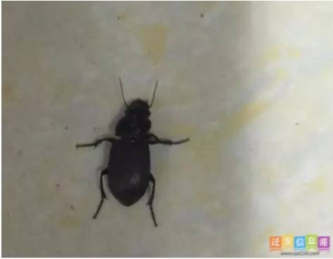 家里出现小黑虫