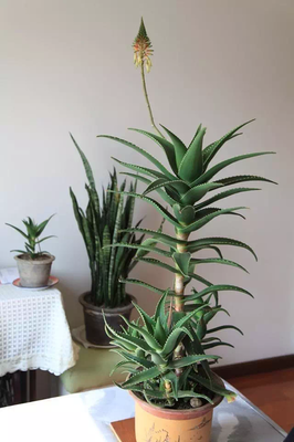 芦荟 厨房 风水知识