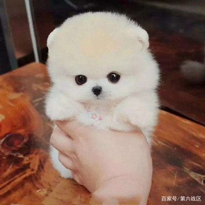 博美两个月