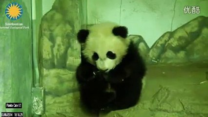 孕妇梦见傻子是胎梦吗