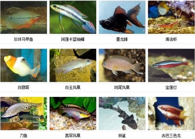活鱼店名字大全