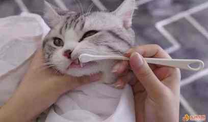 猫咪杯状病毒怎么治疗