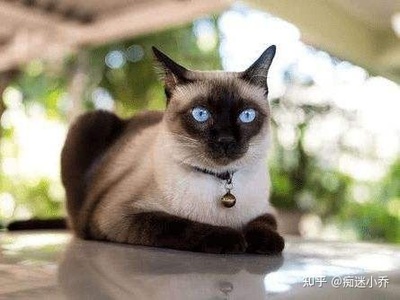 暹罗猫天天叫想出去玩