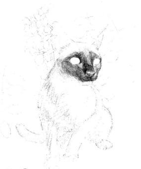 画暹罗猫素描图片简单版