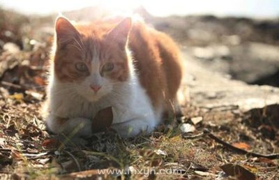 周公解梦梦到猫是什么意思