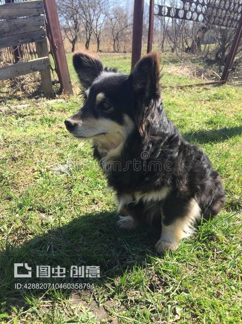 白菜狗图片素材-免费可商用-高清下载-快剪辑