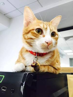 橘猫英文名