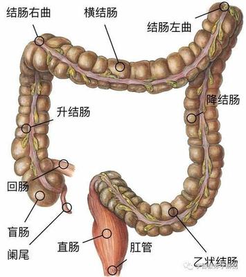 左边大肠疼是怎么回事