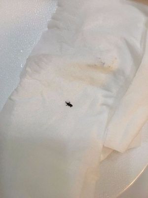 家里小黑虫子怎么来的