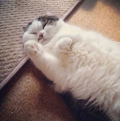 做梦打死猫是什么意思
