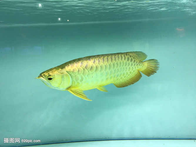 紅龍魚咬人有毒嗎 水族問答