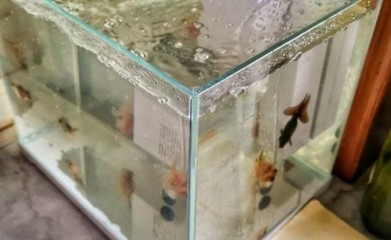 水族魚缸品牌排名前十（水族魚缸品牌排名前十名）