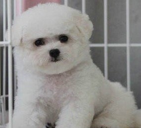 纯正幼犬比熊