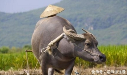 自告奋勇的生肖