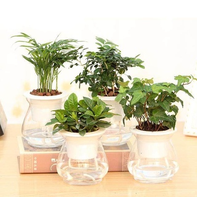 室内水养植物