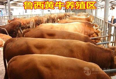 黄牛18个月能长到多少斤