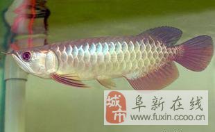 金魚(yú)缸潛水泵不噴水了怎么辦（金魚(yú)缸潛水泵不噴水了怎么辦視頻）