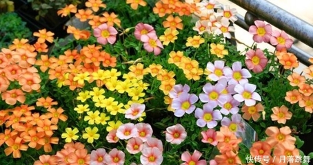花好听的名字