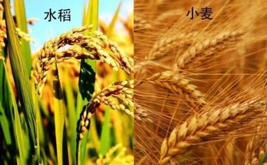 水稻和小麦哪个是我国第一大粮食作物