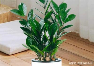 室内风水树哪种最好