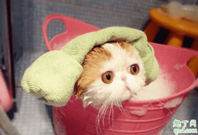 两个月大的猫能洗澡吗?小猫需要多久才能认出它的主人?