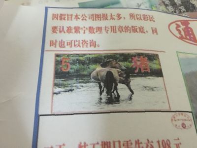 龙前狗后是什么生肖