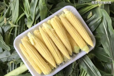 凉拌玉米笋