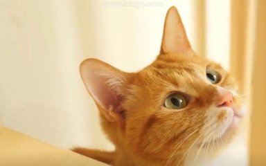 梦见猫咬别人