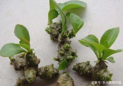 三七变黑是怎么回事