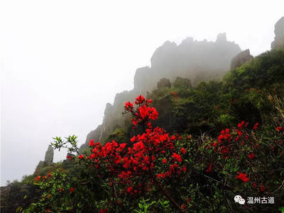 苍南有什么山