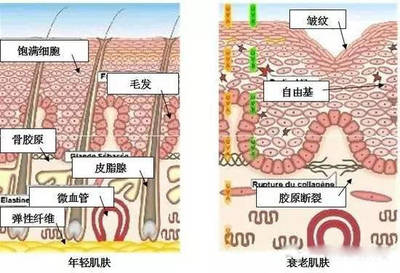骨胶原蛋清毛孔怎么用
