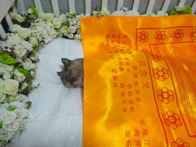 宠物殡葬需要什么手续