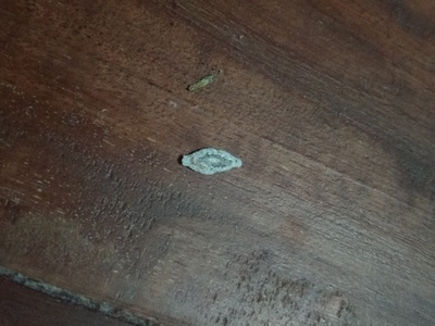 木地板虫子用什么杀死