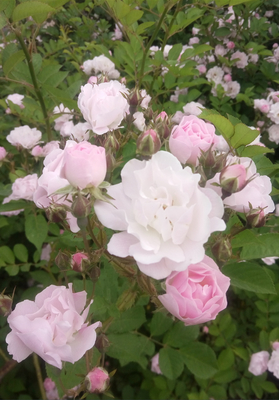花儿绽放怎么形容