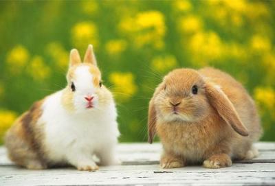 小兔子喂多少兔粮