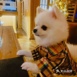 秋和柯基 - 蝴蝶夫人 [61P 1V]