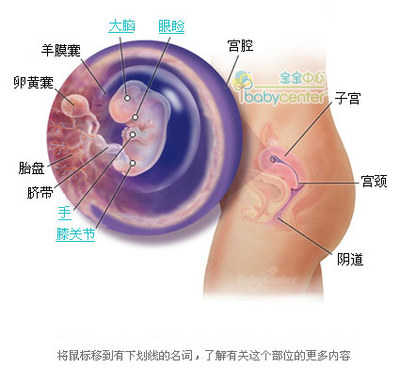 胎儿什么时候长的最快