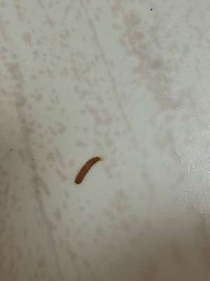 木地板虫子用什么杀死