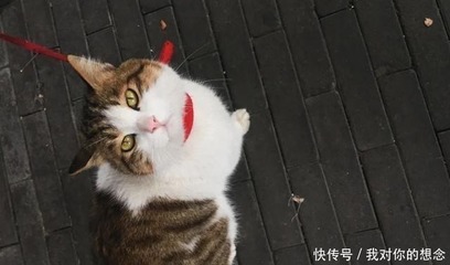 猫口吐白沫是怎么回事