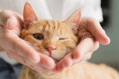 孕妇梦见养猫